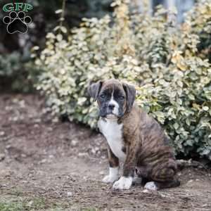 Boots, Boxer Puppy